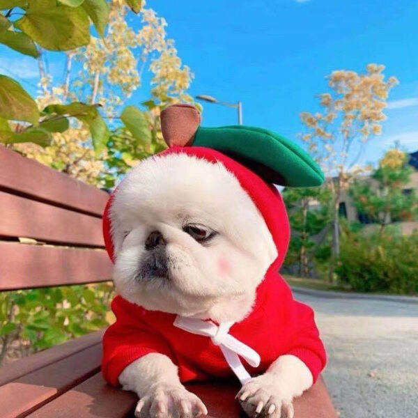 Sweat à capuche pour petit chien